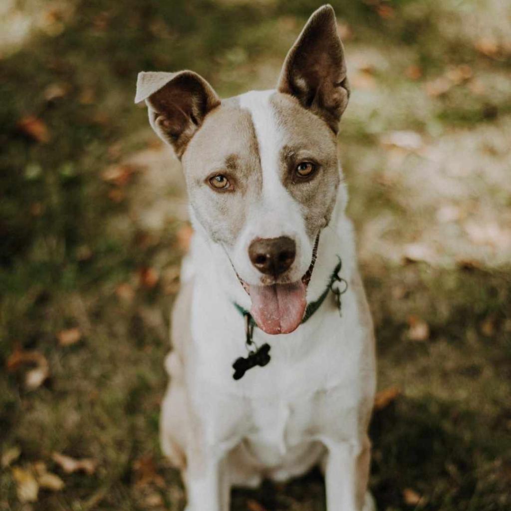 Enlarge Sokay, a Adoptable mixed breed in Southington, OH image 2/3