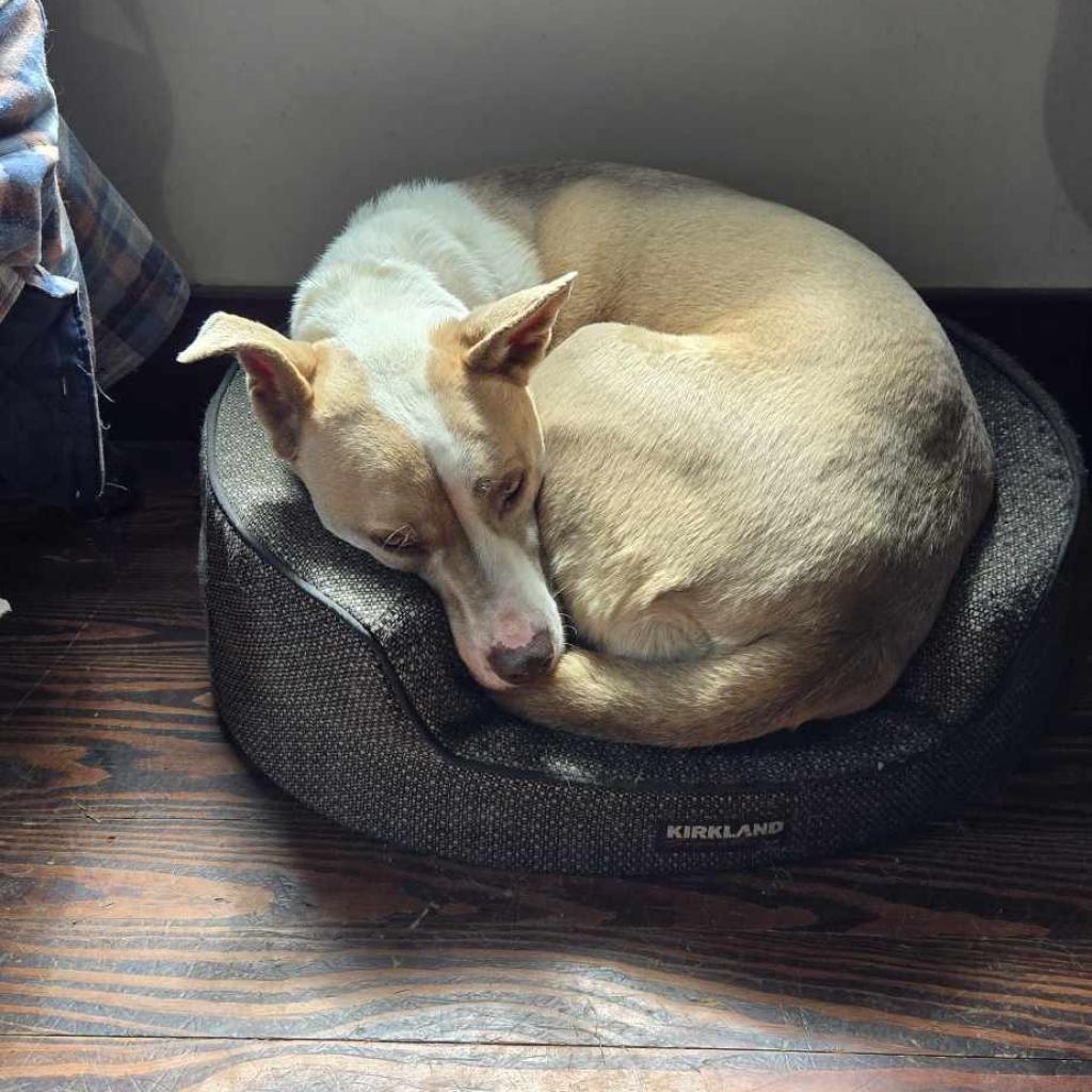 Enlarge Sokay, a Adoptable mixed breed in Southington, OH image 3/3