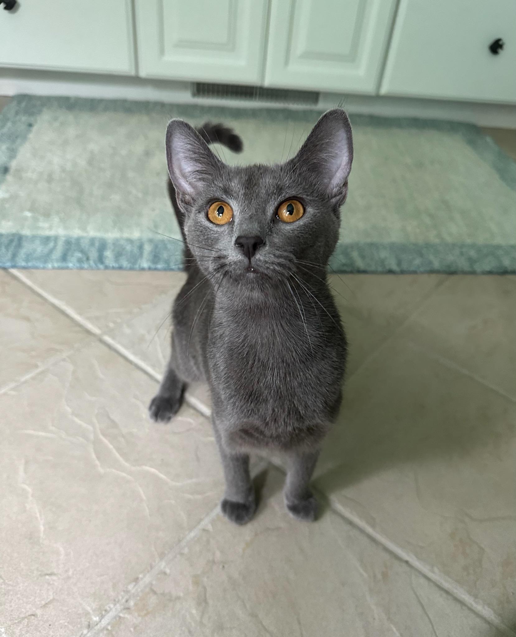 Winry, ADOPTABLE, Young Female Domestic Short Hair & Russian Blue.