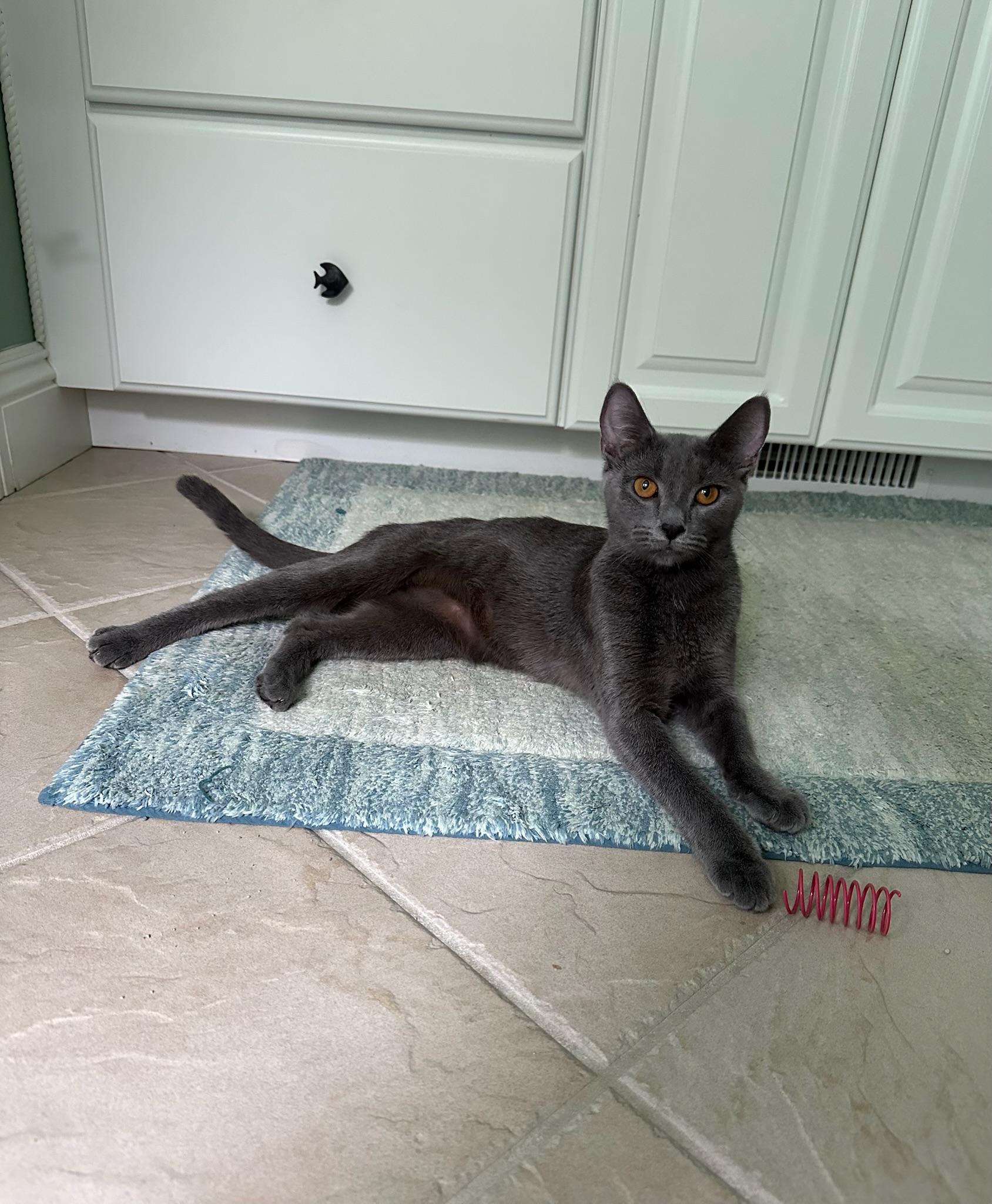 Winry, a ADOPTABLE mixed breed in Hartville, OH image 2/3
