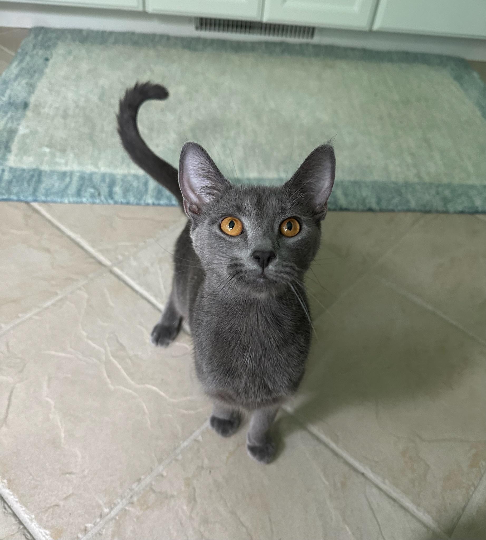 Winry, a ADOPTABLE mixed breed in Hartville, OH image 3/3