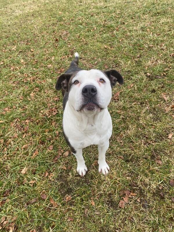 Dutchess, Adoptable, Young Female Pit Bull Terrier & Mixed Breed.