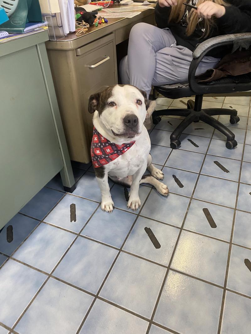 Dutchess, Adoptable, Young Female Pit Bull Terrier & Mixed Breed.