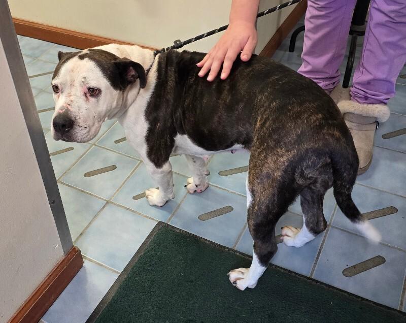 Dutchess, a Adoptable mixed breed in Cortland, NY image 2/6