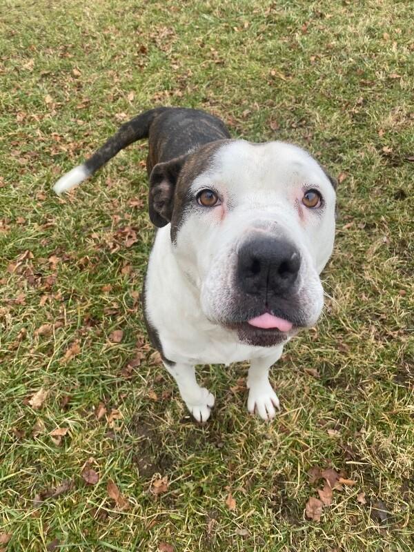 Dutchess, a Adoptable mixed breed in Cortland, NY image 3/6