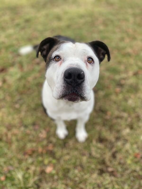 Dutchess, a Adoptable mixed breed in Cortland, NY image 4/6