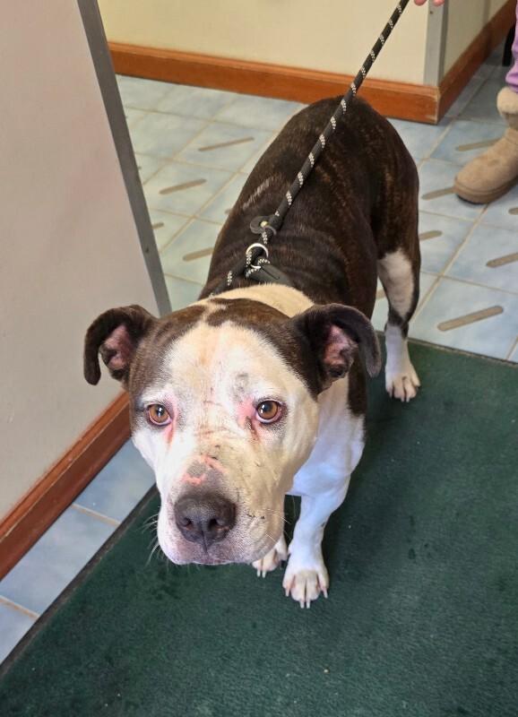 Dutchess, a Adoptable mixed breed in Cortland, NY image 5/6