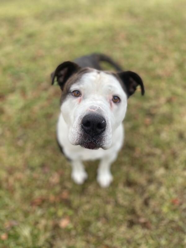 Dutchess, a Adoptable mixed breed in Cortland, NY image 6/6