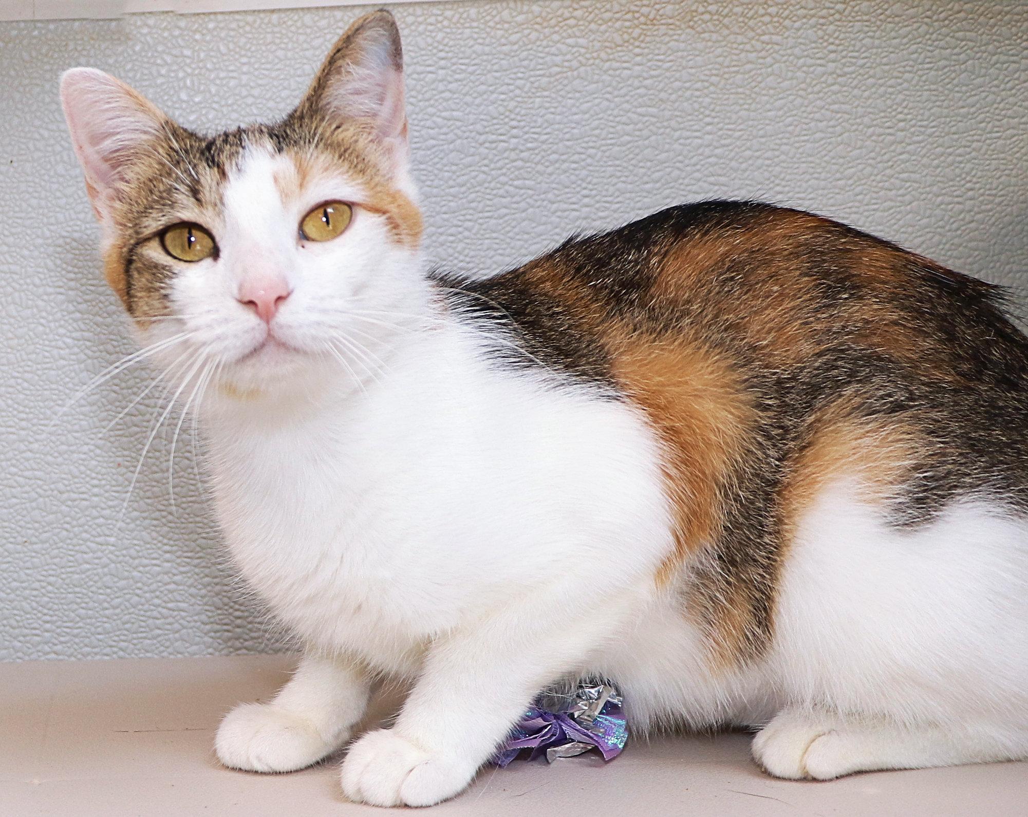 April, an adopted mixed breed in Cincinnati, OH image 2/2