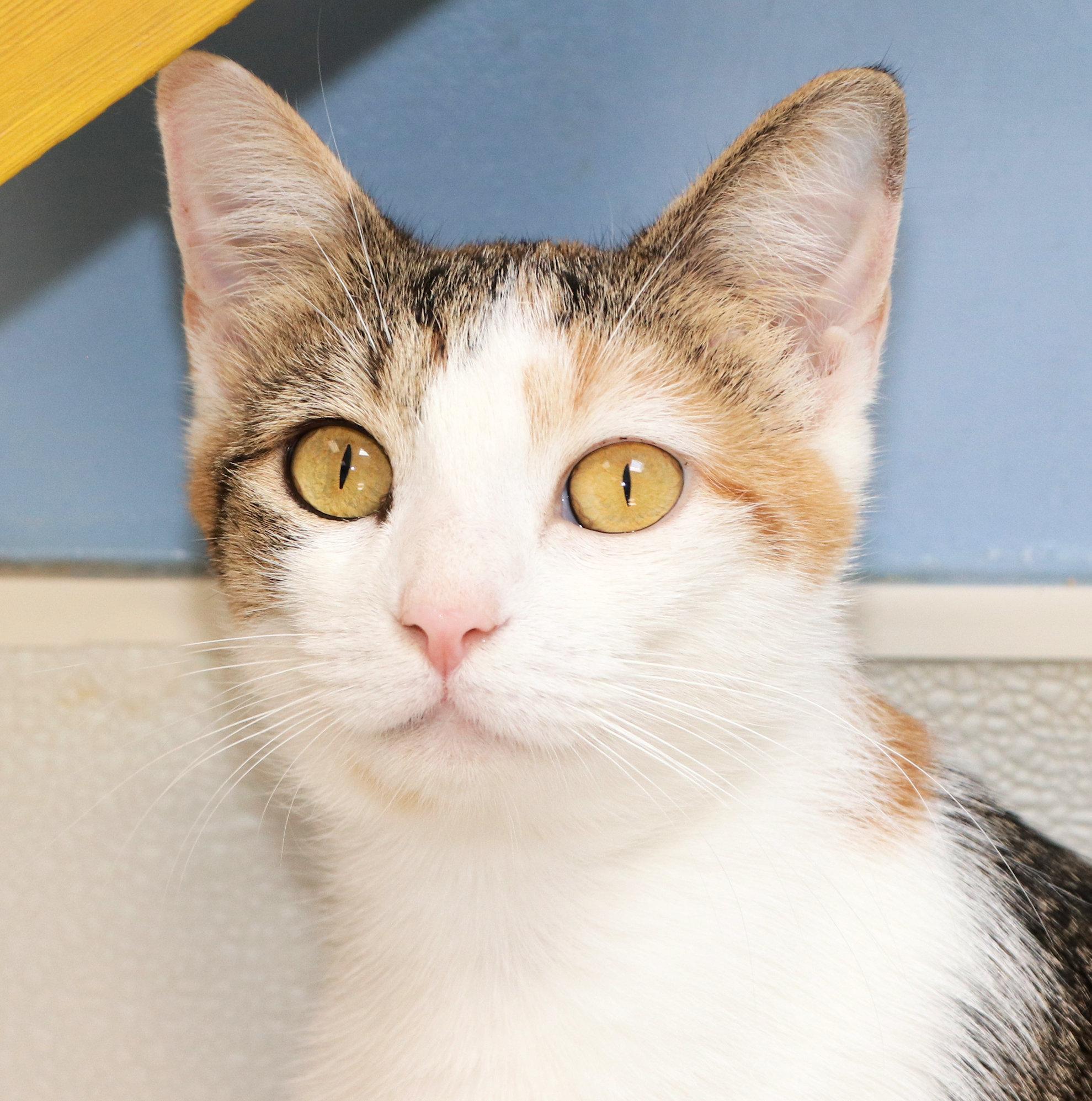 April, adopted, Adult Female Domestic Short Hair & Calico.
