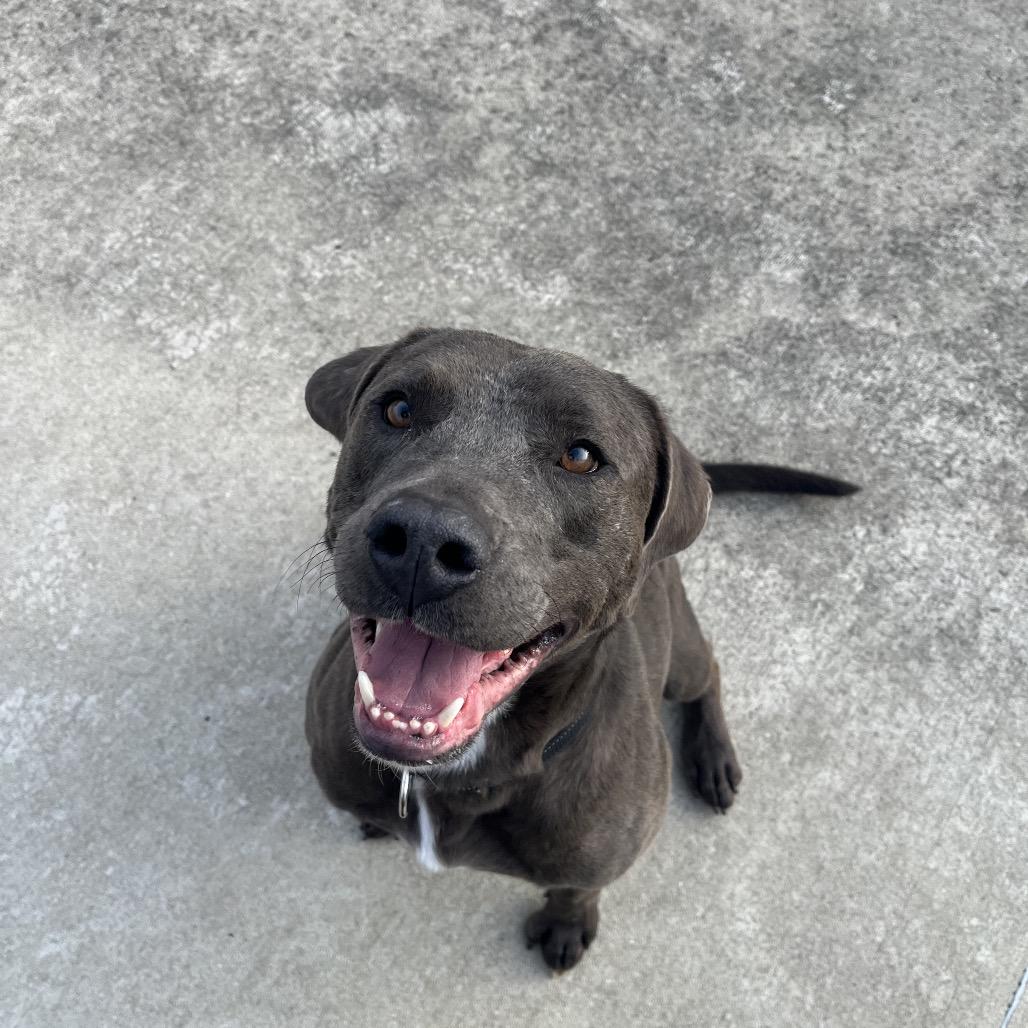 Floyd, Adoptable, Adult Male Labrador Retriever.