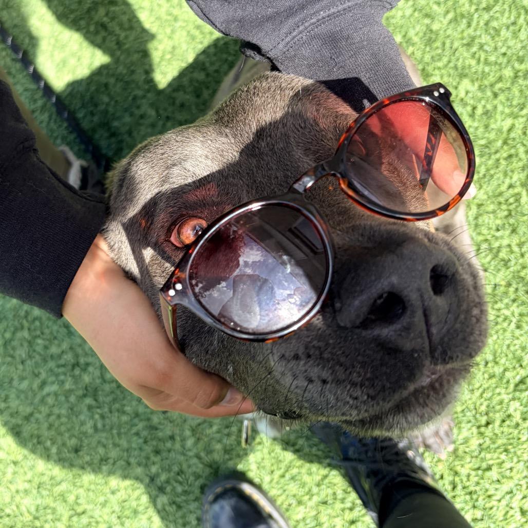 Floyd (Reduced Adoption Fee), Adoptable, Adult Male Pit Bull Terrier.