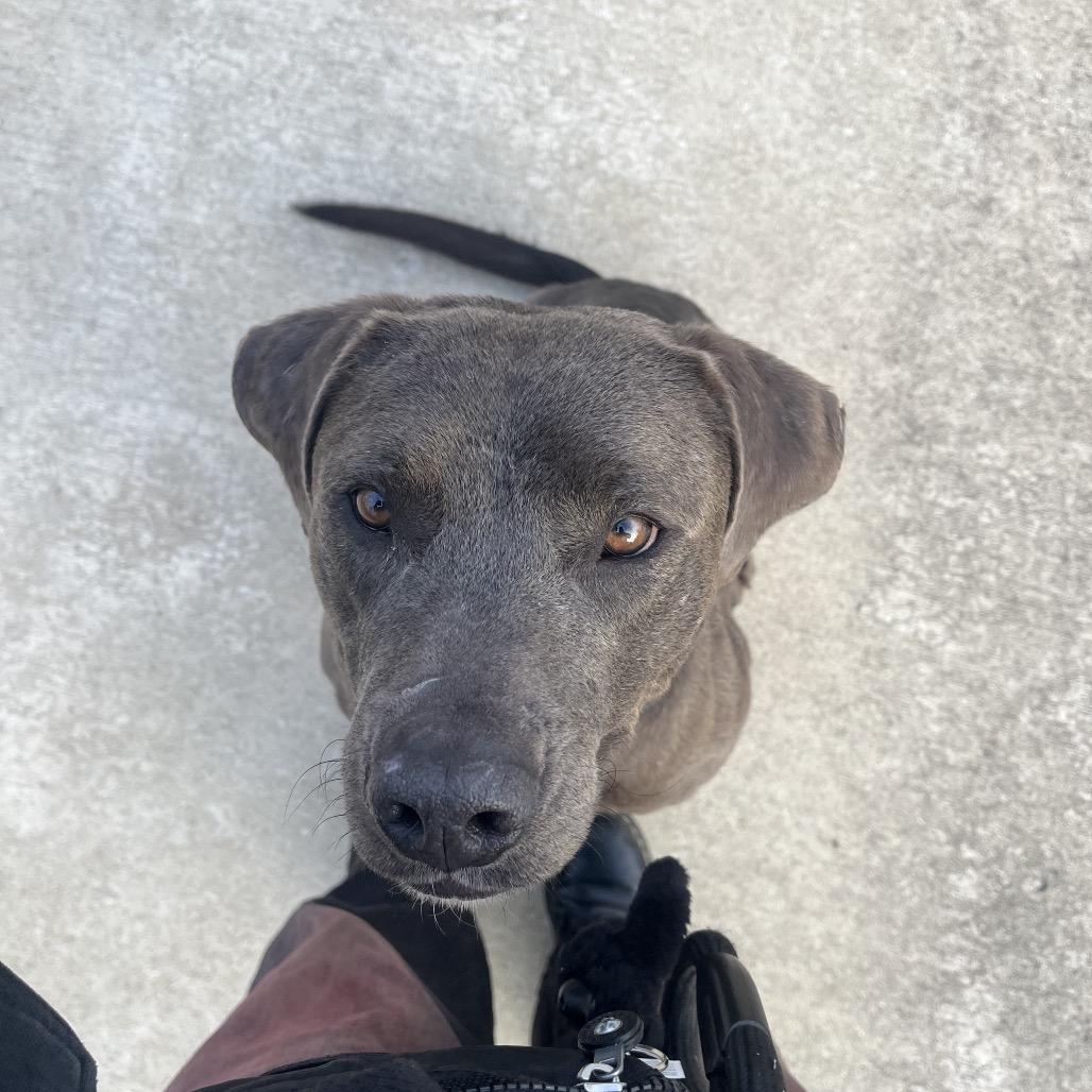 Enlarge Floyd (Reduced Adoption Fee), a Adoptable mixed breed in Belleville, IL image 2/6