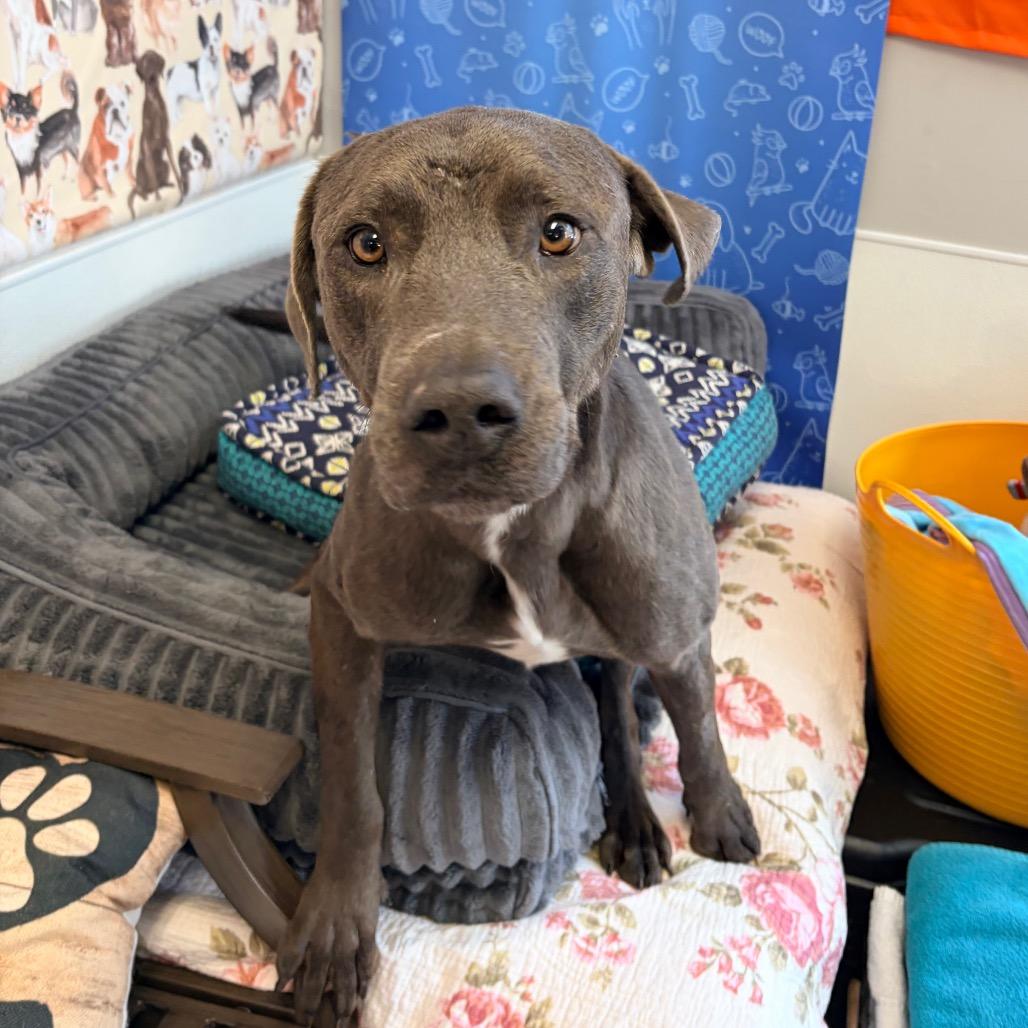 Floyd, Adoptable, Adult Male Labrador Retriever.