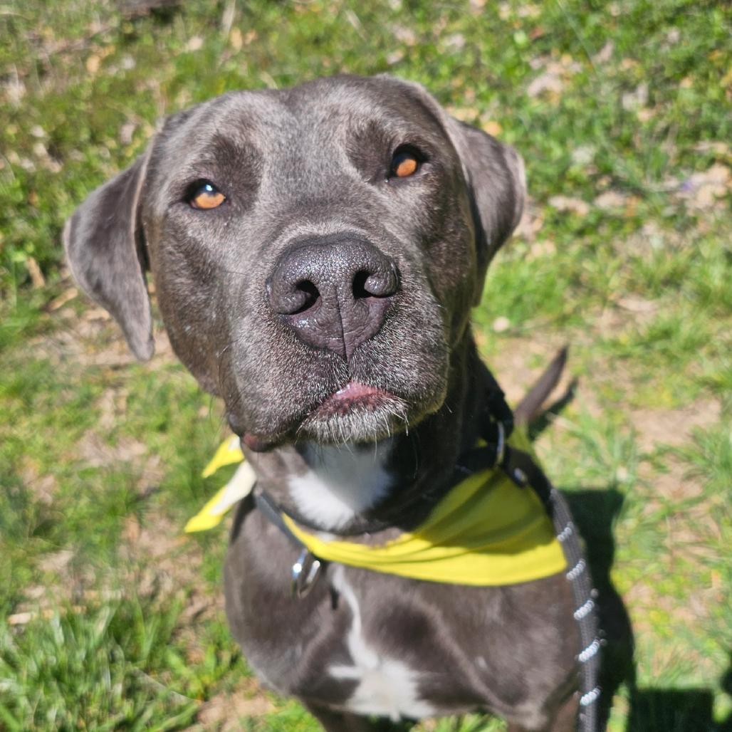 Enlarge Floyd (Reduced Adoption Fee), a Adoptable mixed breed in Belleville, IL image 1/6