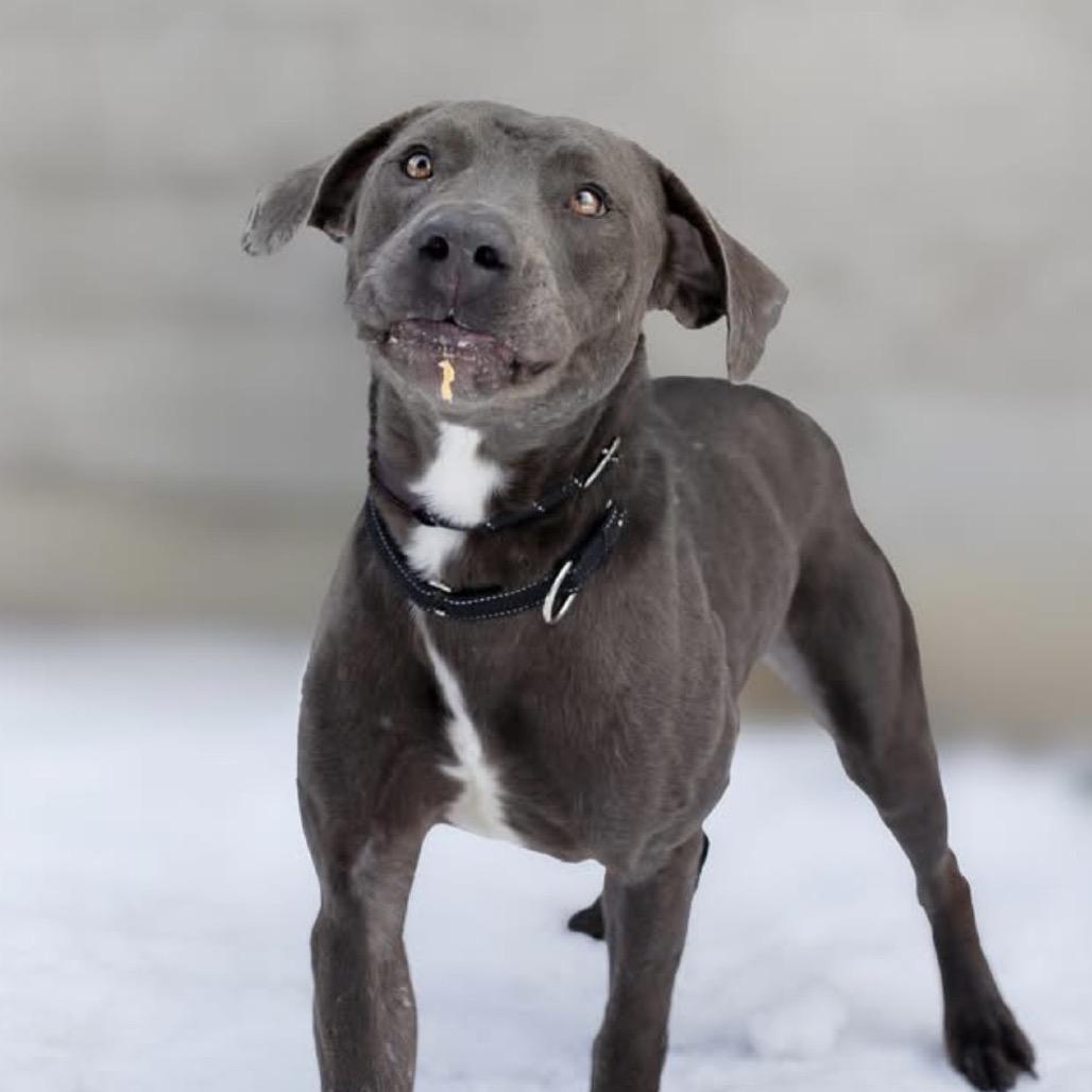 Enlarge Floyd (Reduced Adoption Fee), a Adoptable mixed breed in Belleville, IL image 2/6