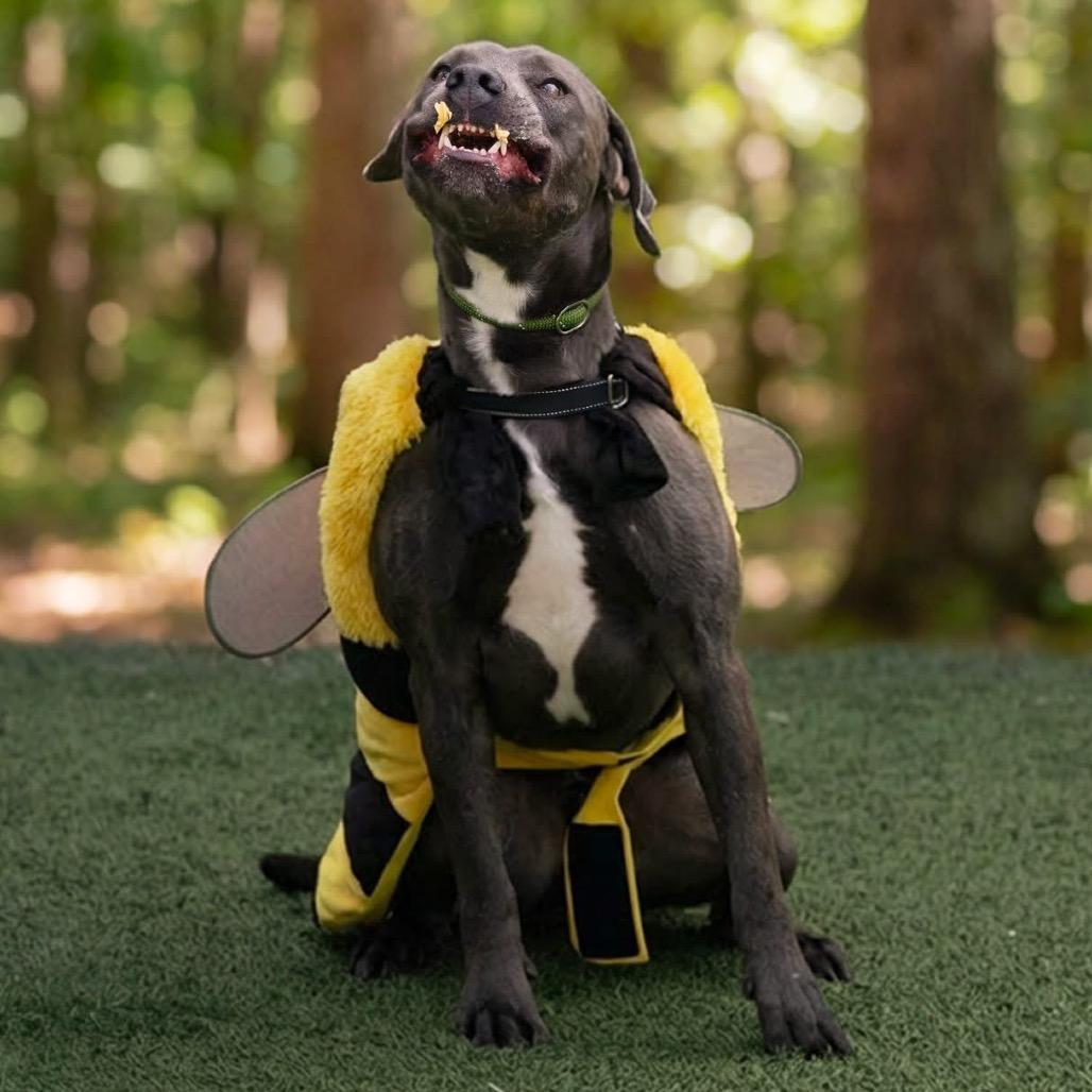 Enlarge Floyd (Reduced Adoption Fee), a Adoptable mixed breed in Belleville, IL image 3/6