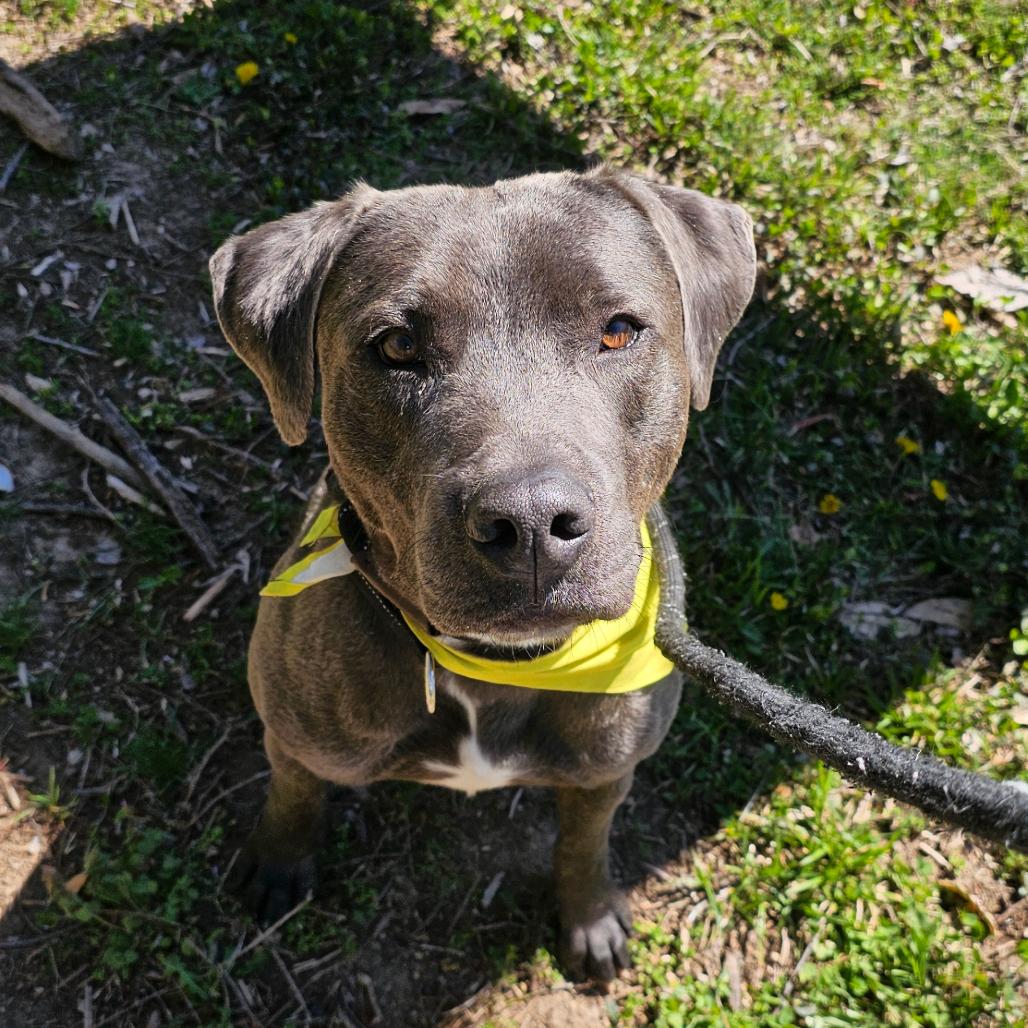 Enlarge Floyd (Reduced Adoption Fee), a Adoptable mixed breed in Belleville, IL image 4/6