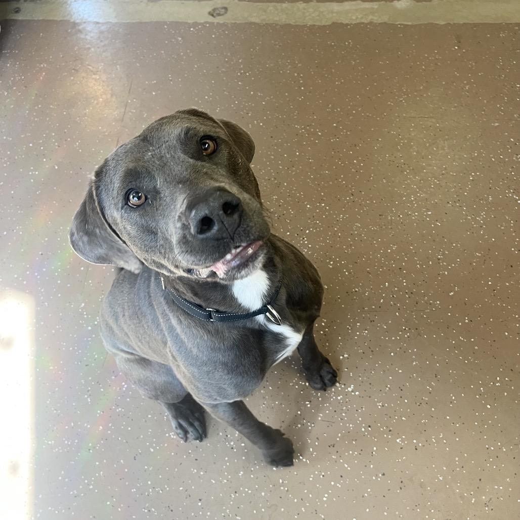 Enlarge Floyd (Reduced Adoption Fee), a Adoptable mixed breed in Belleville, IL image 5/6