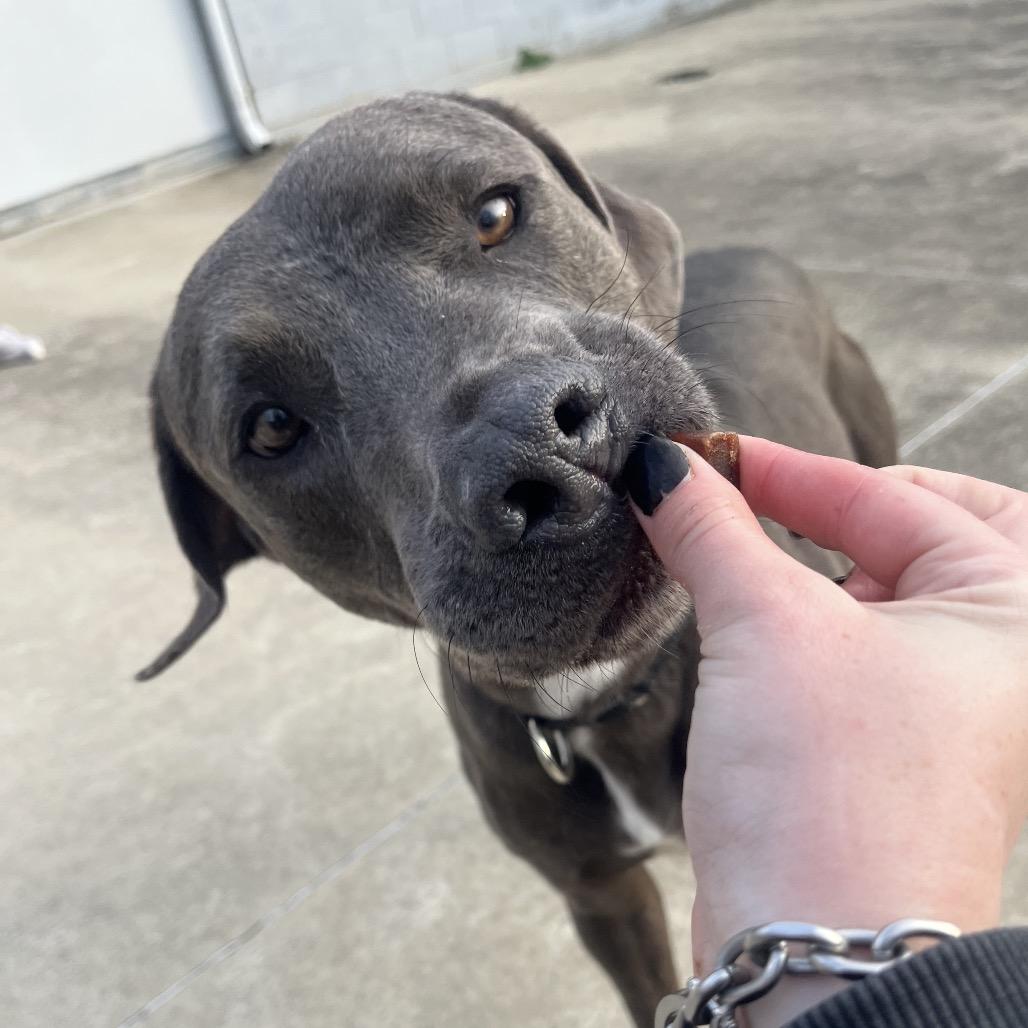 Enlarge Floyd (Reduced Adoption Fee), a Adoptable mixed breed in Belleville, IL image 6/6