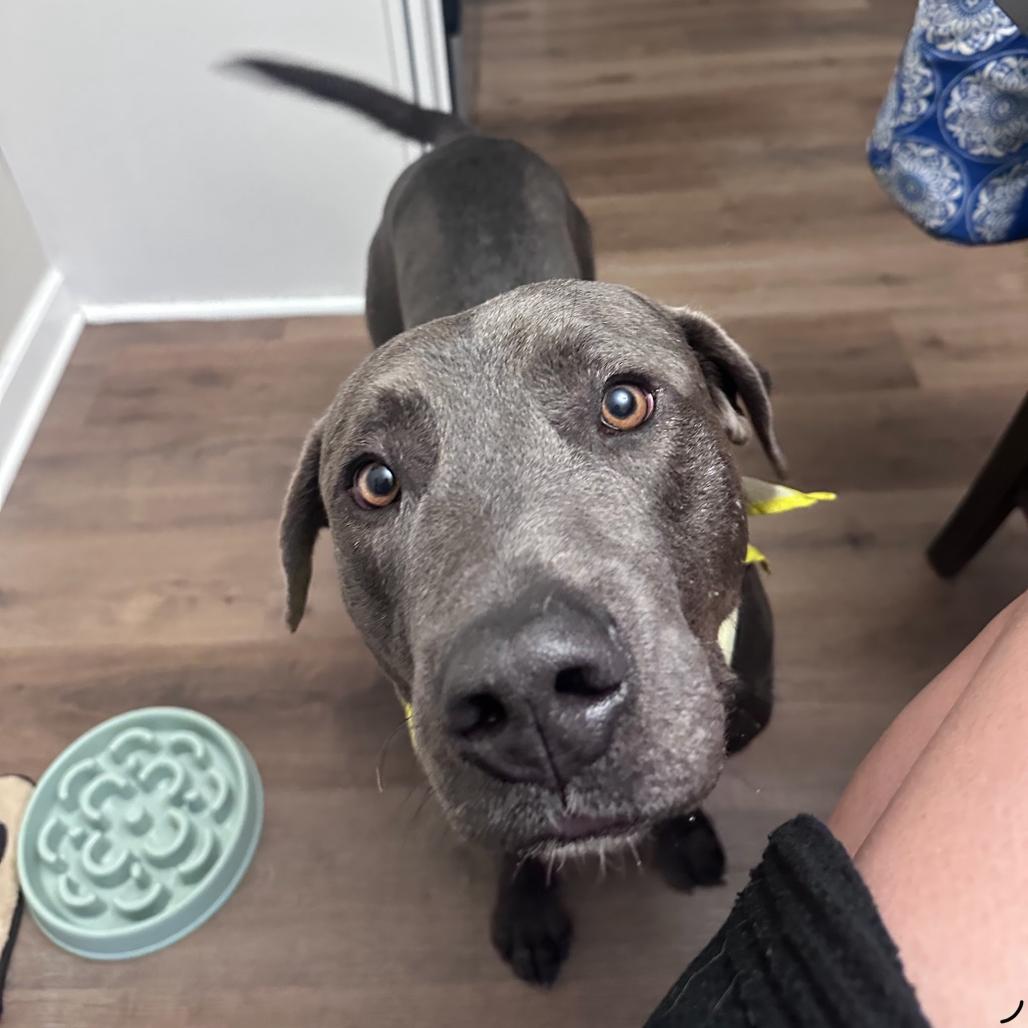 Enlarge Floyd (Reduced Adoption Fee), a Adoptable mixed breed in Belleville, IL image 6/6