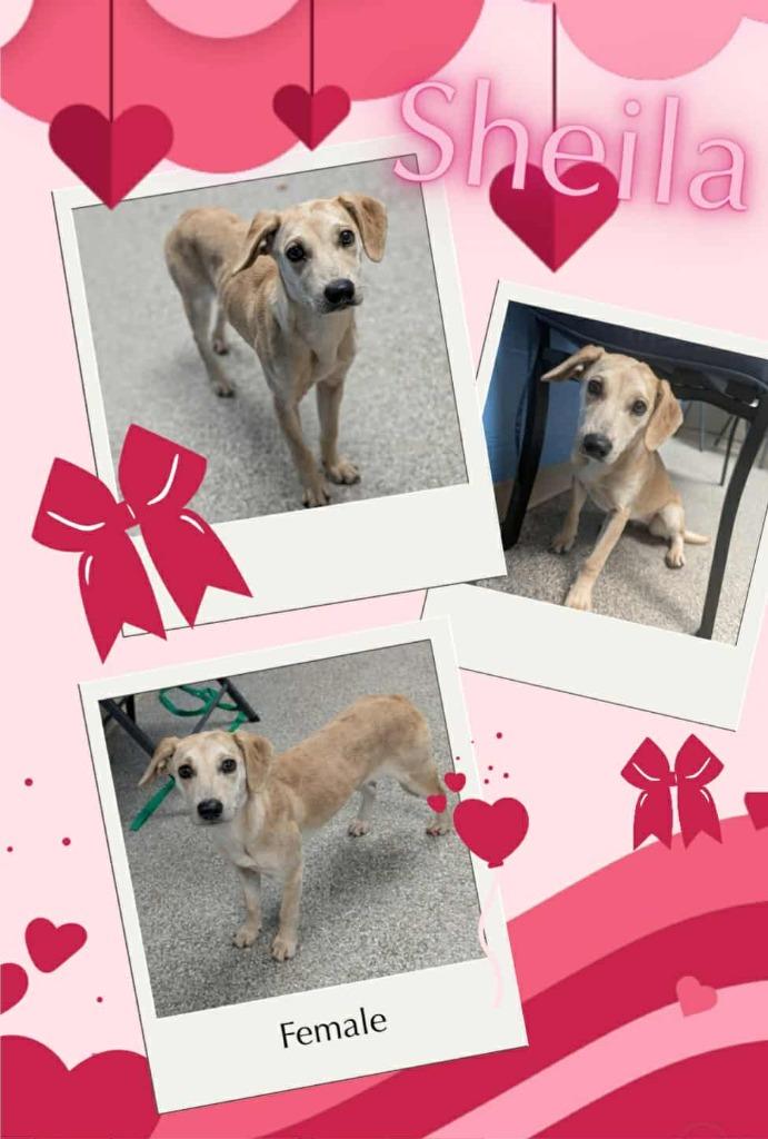 Sheila, Adoptable, Puppy Female Labrador Retriever & Mixed Breed.