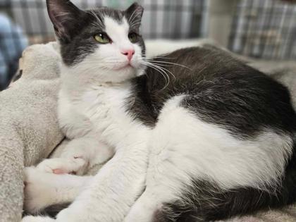 Peanut, Adoptable, Adult Male Domestic Short Hair & Domestic Short Hair.