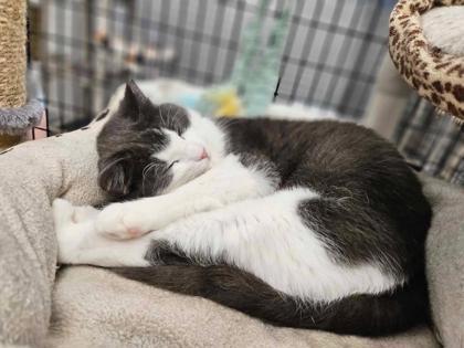 Peanut, a Adoptable mixed breed in Washington, IA image 2/2