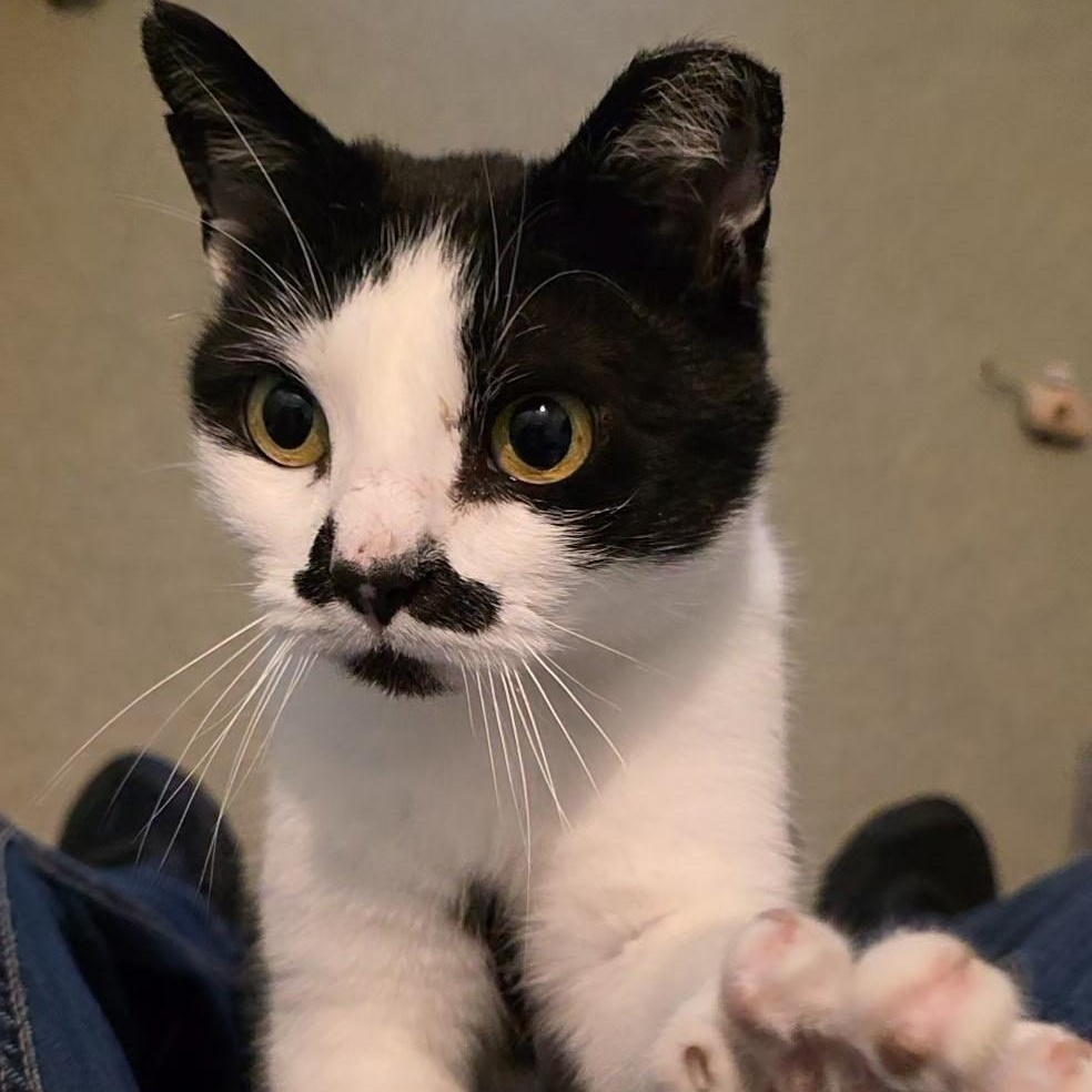 Enlarge Lady Chaplin, an adopted mixed breed in Smithtown, NY image 2/3