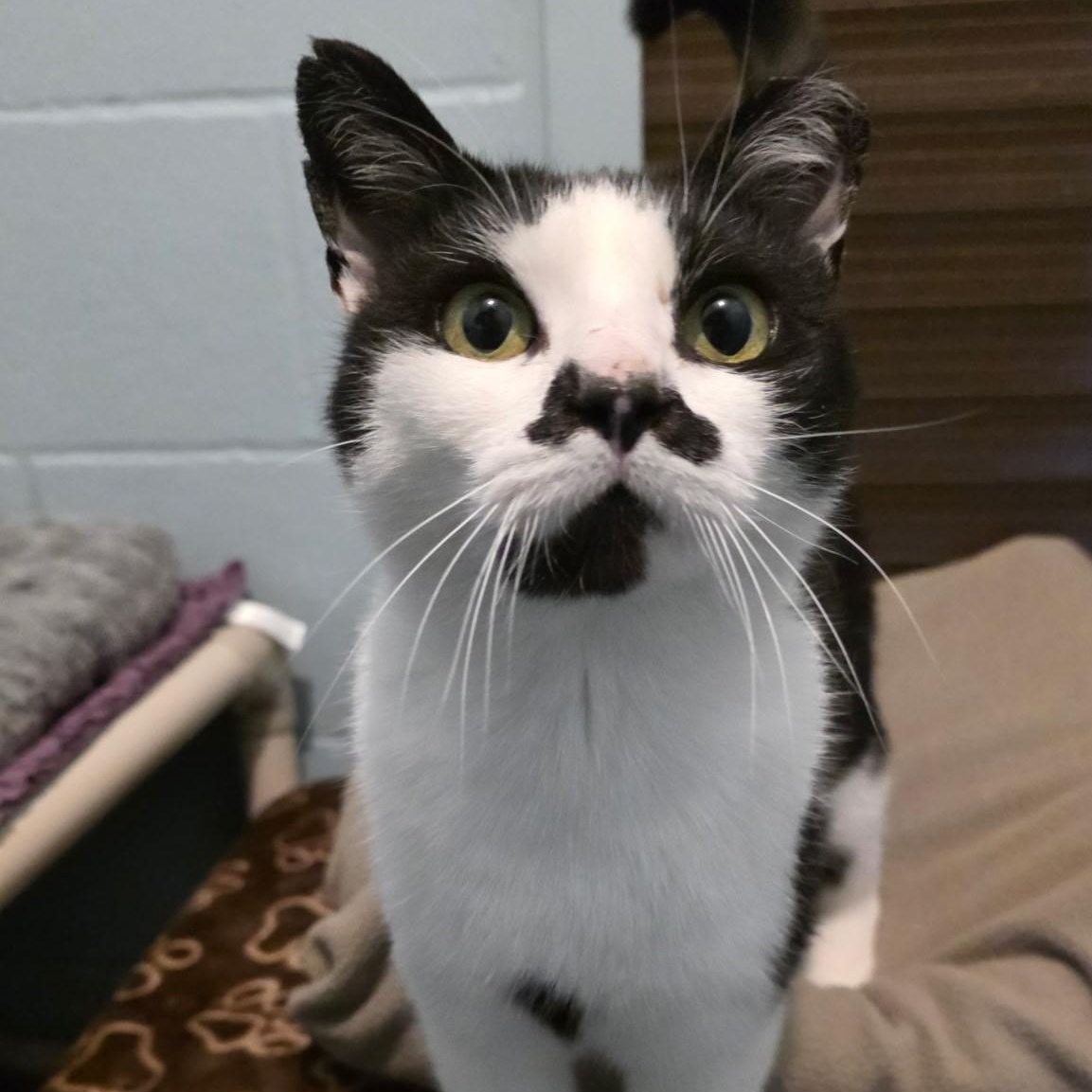 Enlarge Lady Chaplin, an adopted mixed breed in Smithtown, NY image 3/3