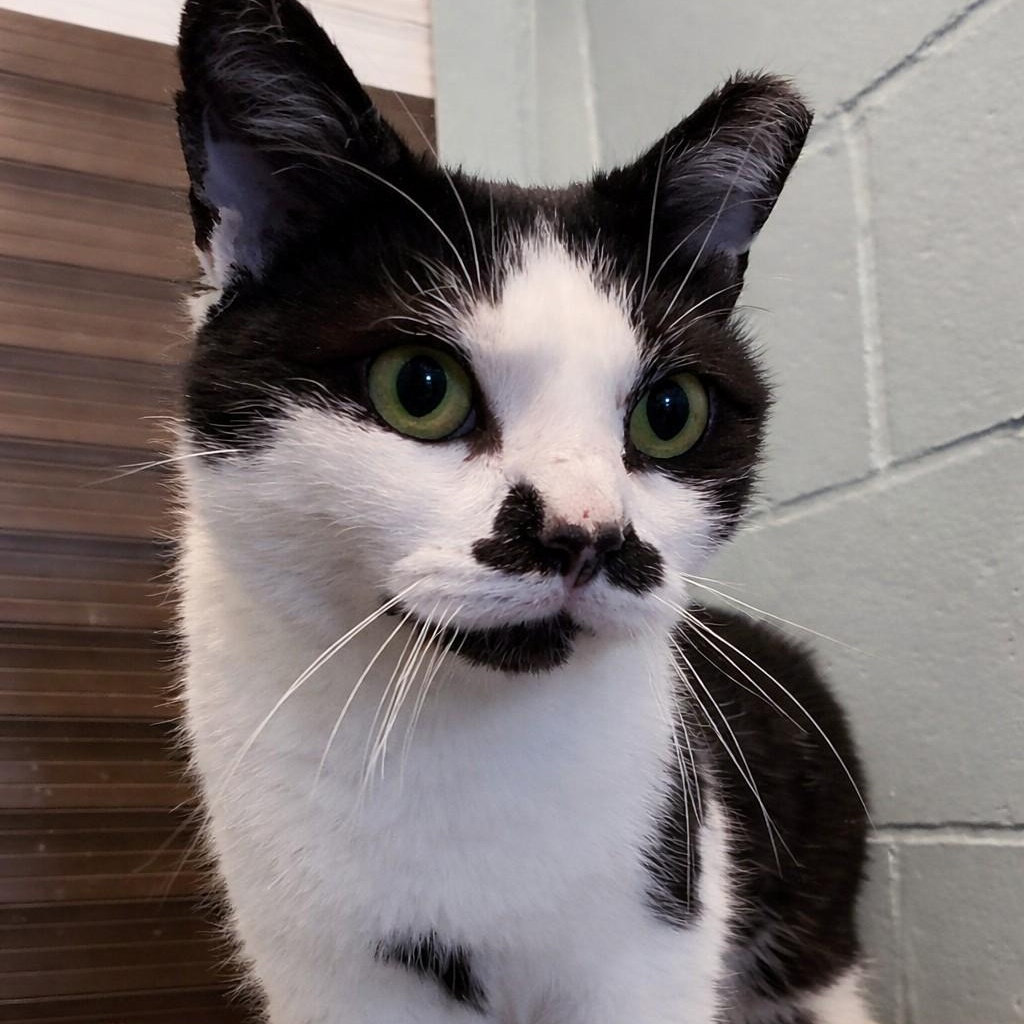 Lady Chaplin, adopted, Adult Female Domestic Short Hair.