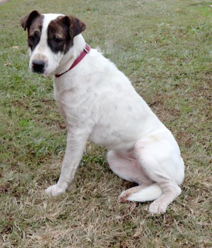 Enlarge Holly, a Adoptable mixed breed in Longview, TX image 1/1