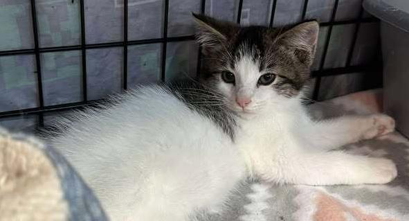 Sneaky, Adoptable, Kitten Male Domestic Short Hair.