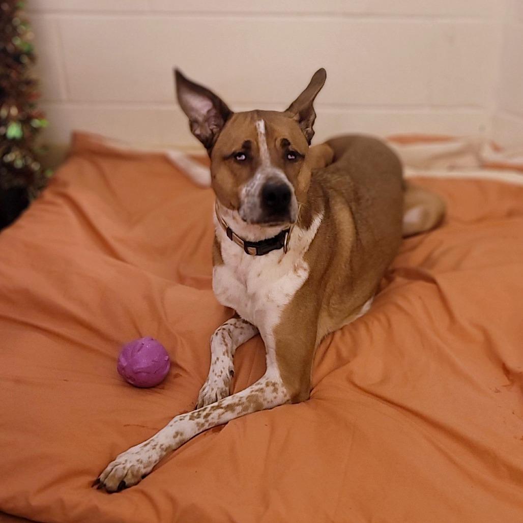 Twiggy, Adoptable, Adult Male Mixed Breed.