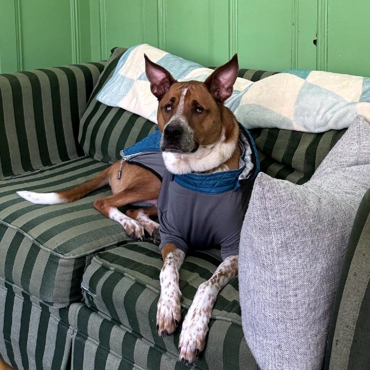 Enlarge Twiggy, a Adoptable Mixed Breed in South Burlington, VT image 1/6