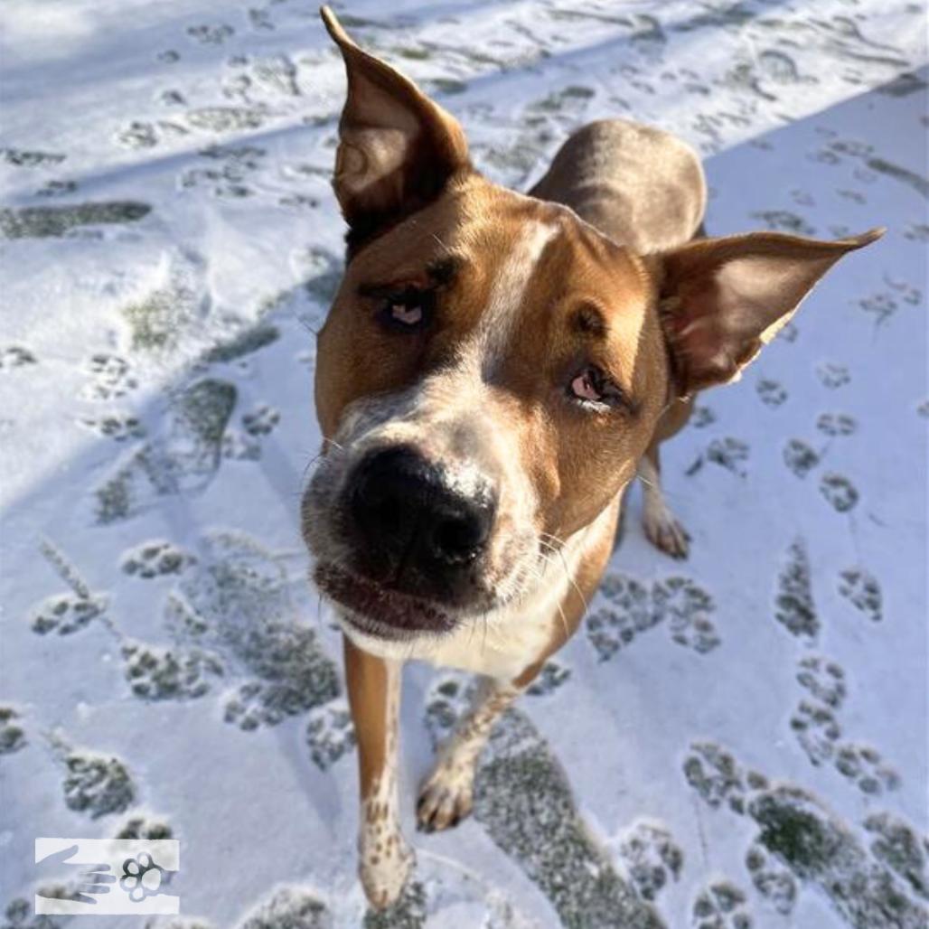 Twiggy, Adoptable, Adult Male Mixed Breed.