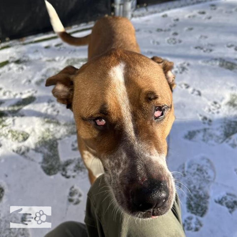 Enlarge Twiggy, a Adoptable Mixed Breed in South Burlington, VT image 3/6