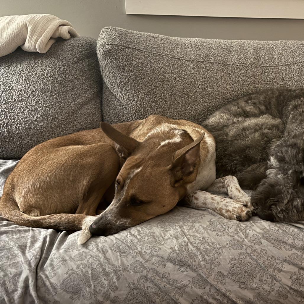 Enlarge Twiggy, a Adoptable Mixed Breed in South Burlington, VT image 4/6