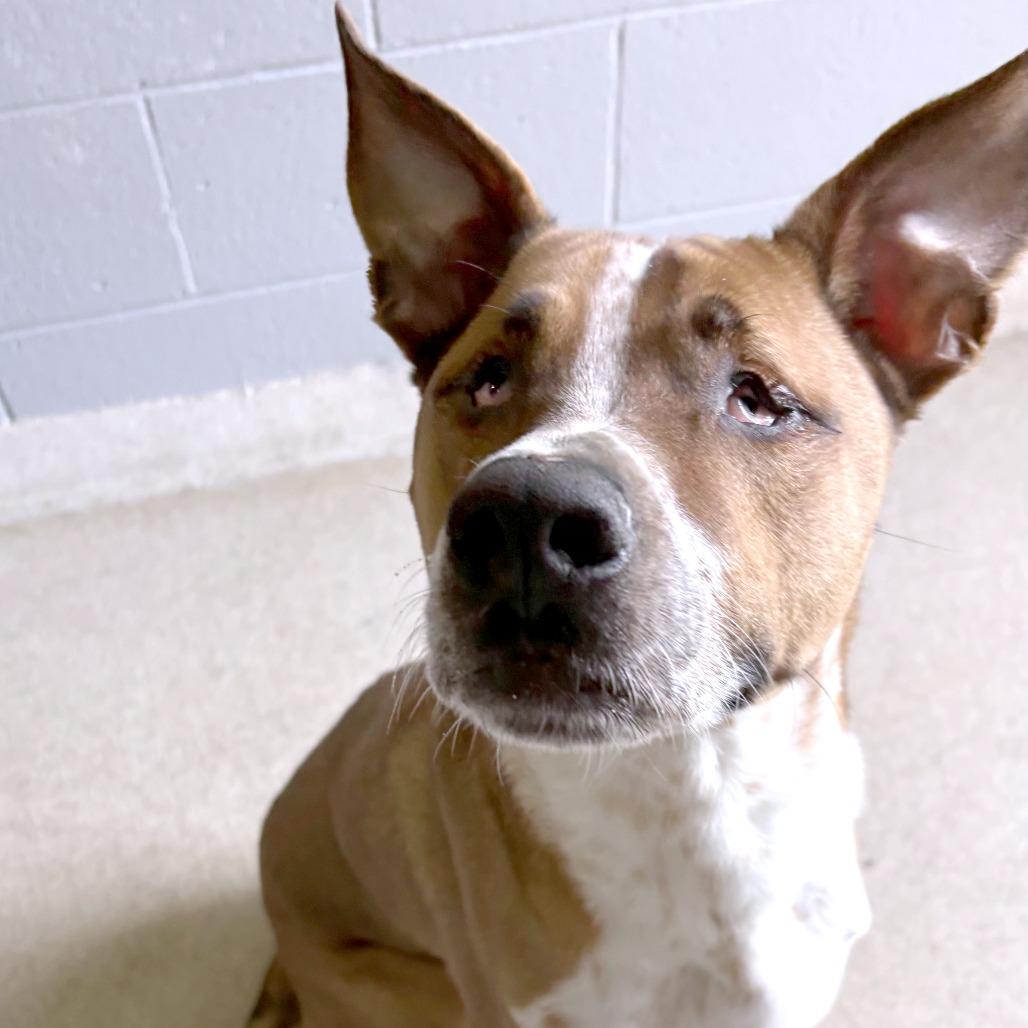 Enlarge Twiggy, a Adoptable Mixed Breed in South Burlington, VT image 5/6