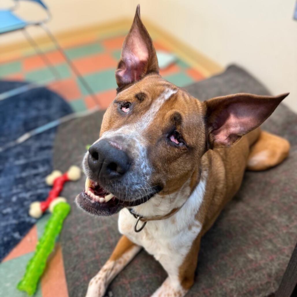 Enlarge Twiggy, a Adoptable Mixed Breed in South Burlington, VT image 6/6