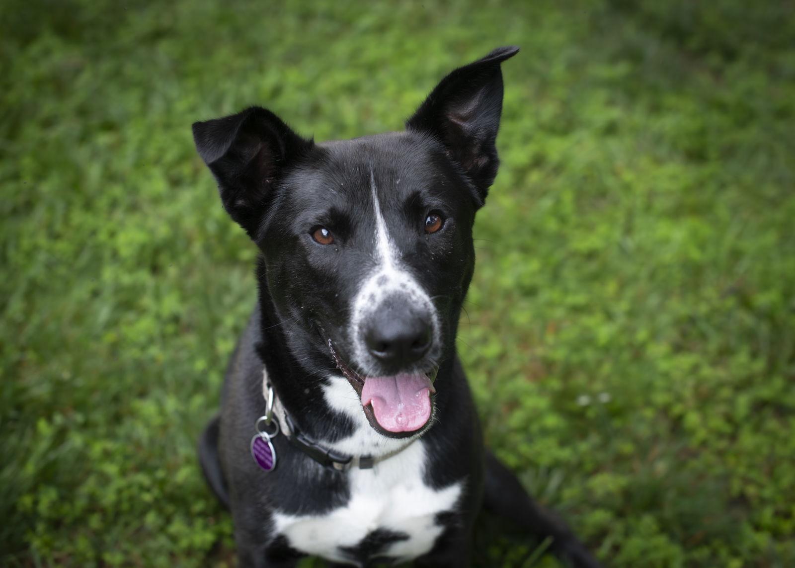 Tommy, a Adoptable Shepherd in Arlington, VA image 1/3