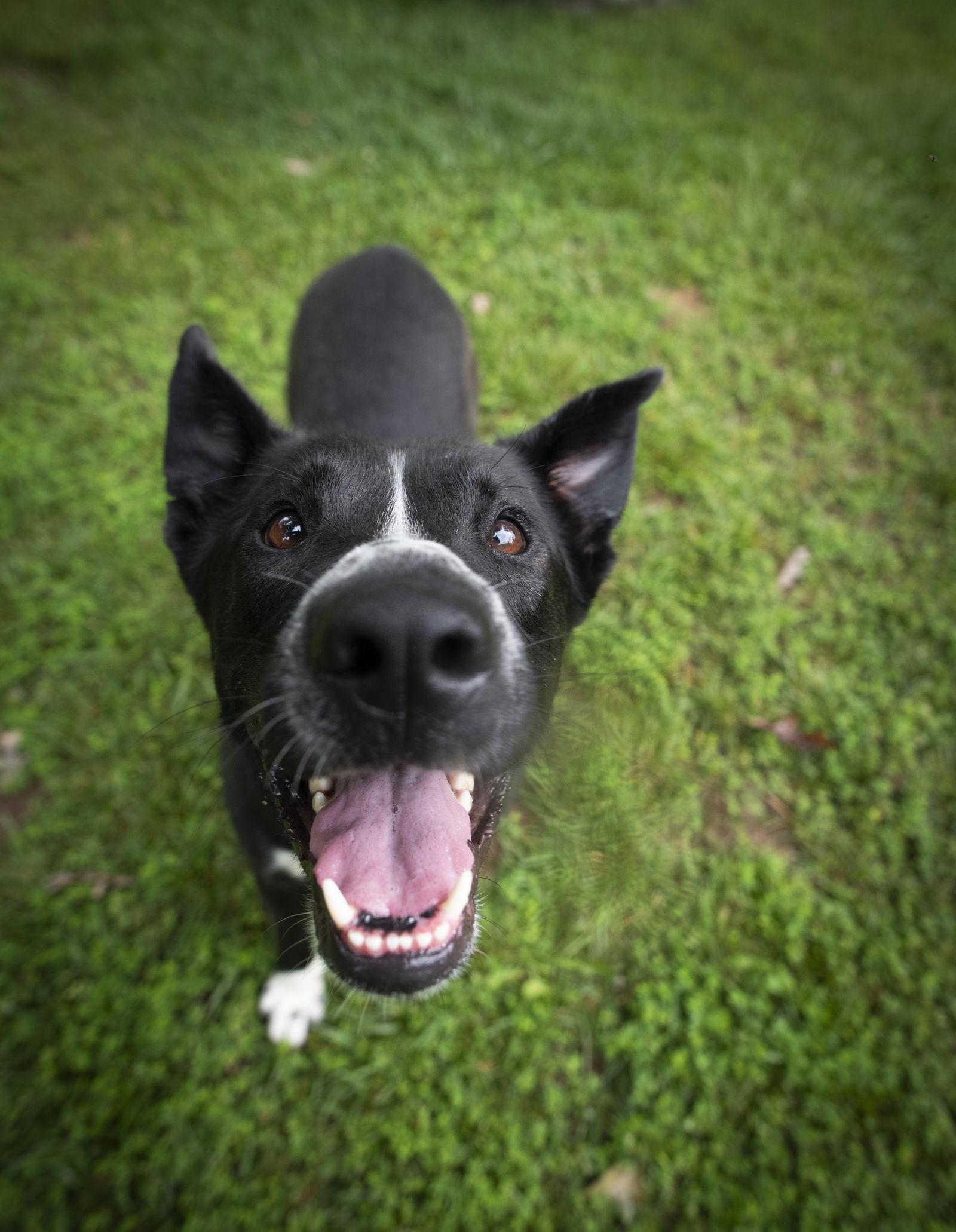 Tommy, a Adoptable Shepherd in Arlington, VA image 3/3