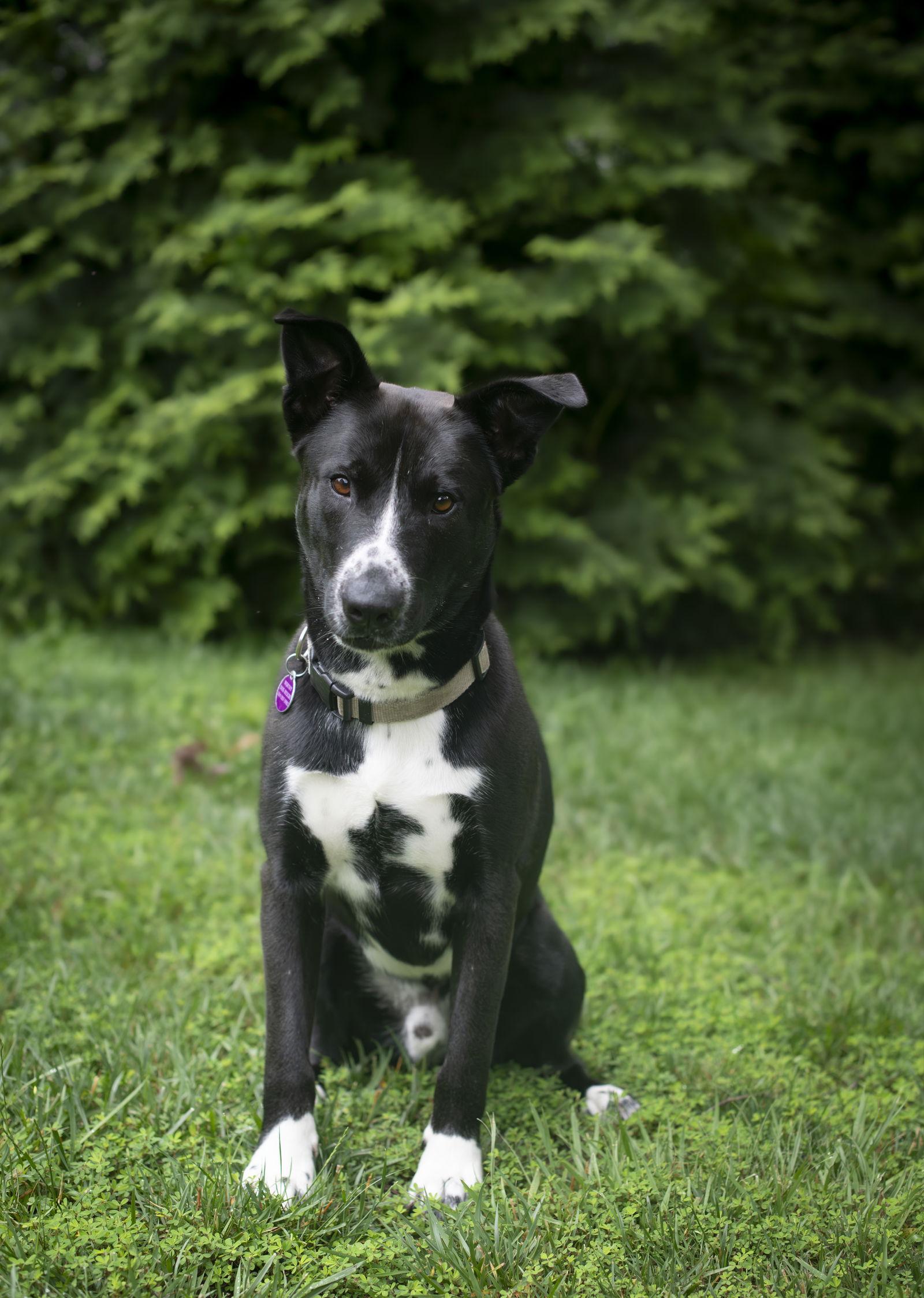 Tommy - ADOPTION PENDING!!!, a Adoptable Shepherd in Arlington, VA image 3/3