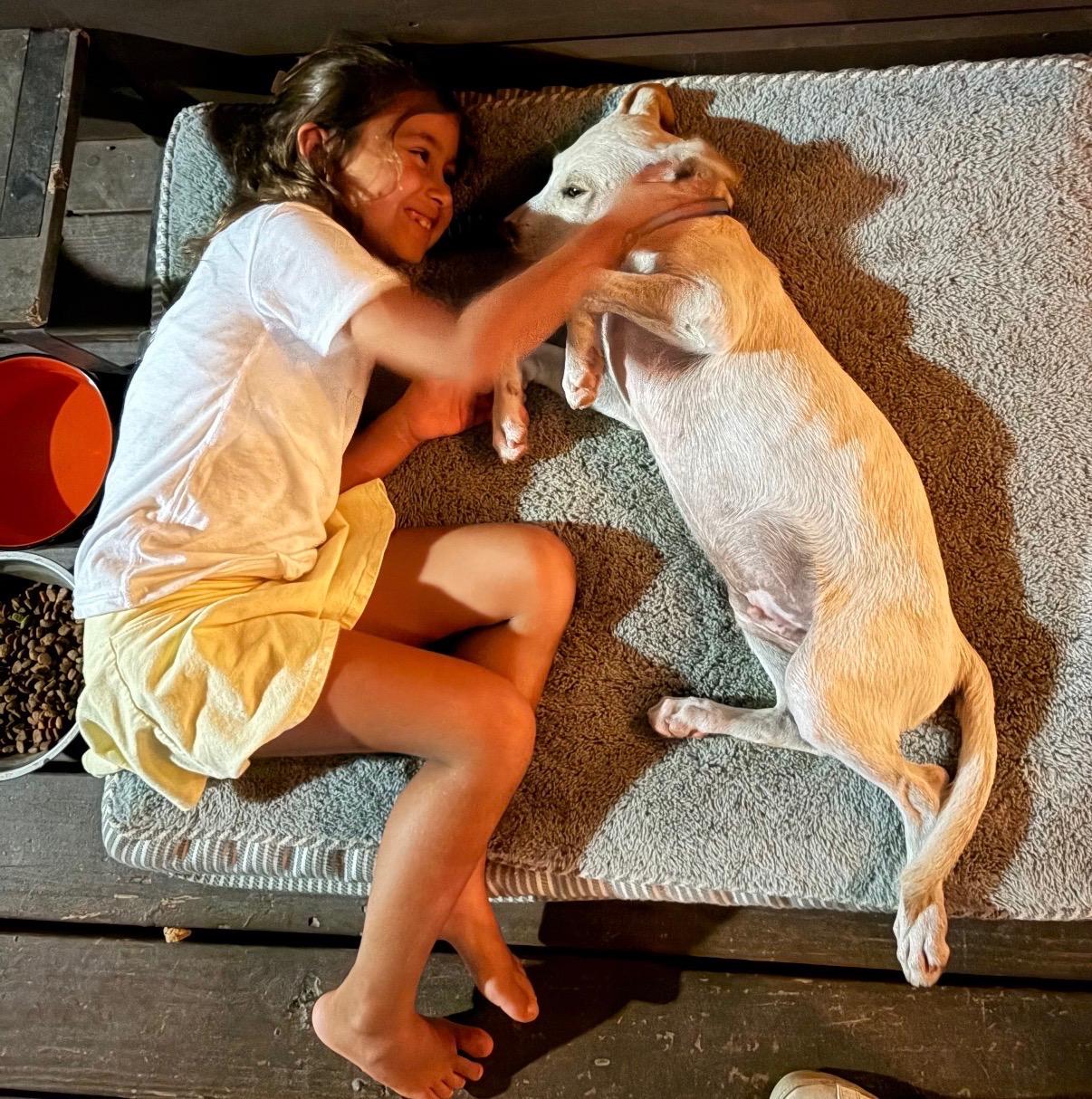 Enlarge Charlie - The Big-Eared Sweetie Pie, a Adoptable mixed breed in HARTFORD, CT image 2/6