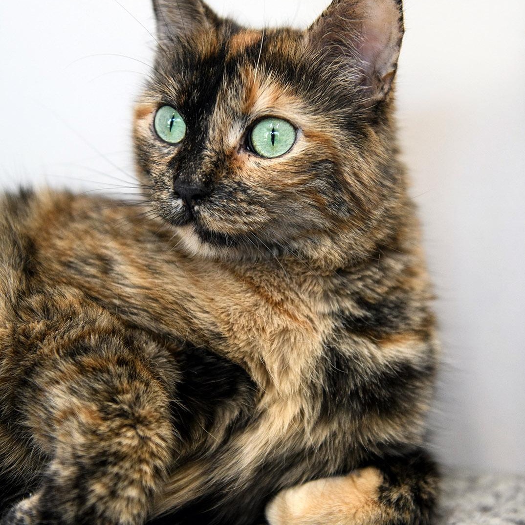 Vindu, a Adoptable Tortoiseshell in Chicago, IL image 1/6