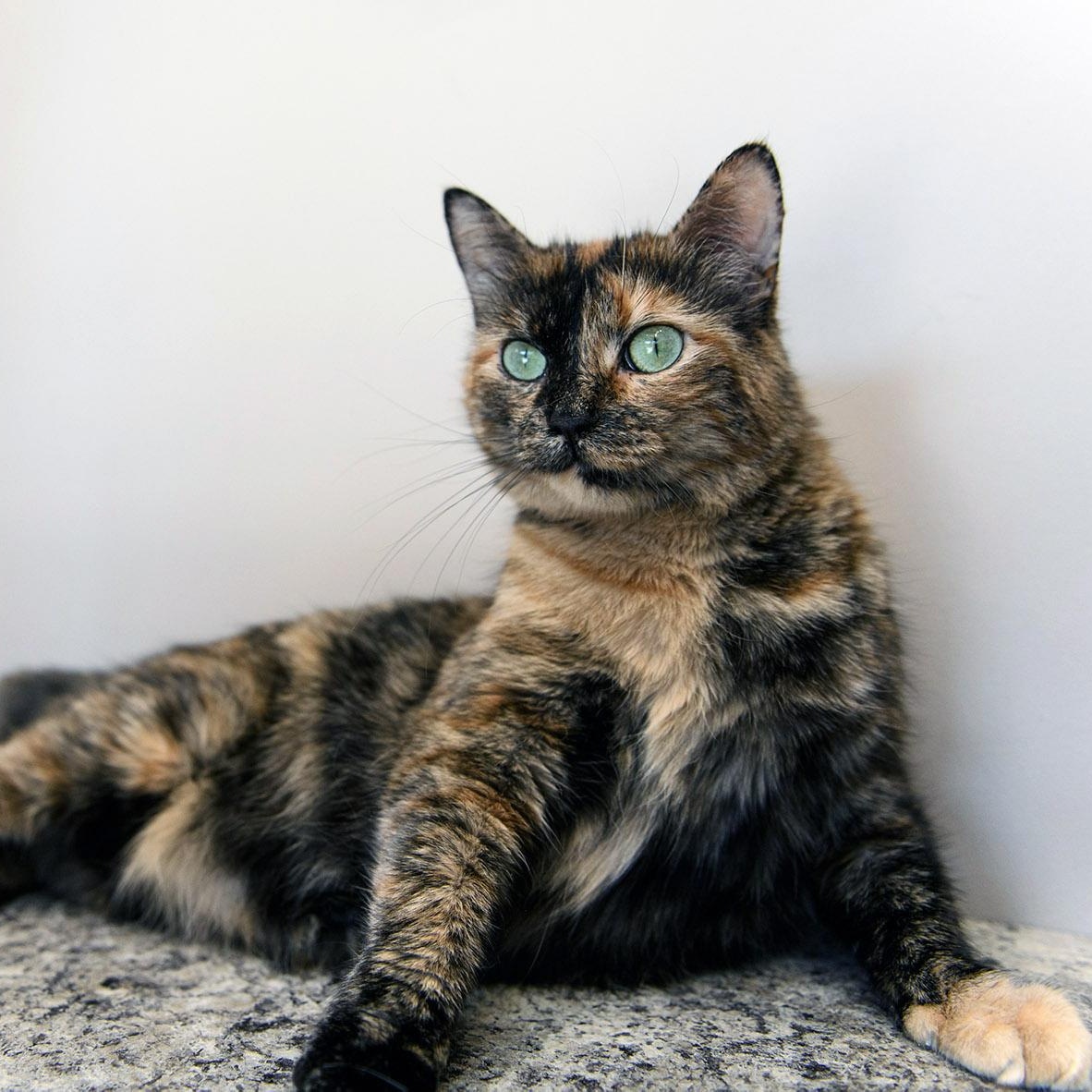 Vindu, a Adoptable Tortoiseshell in Chicago, IL image 2/6