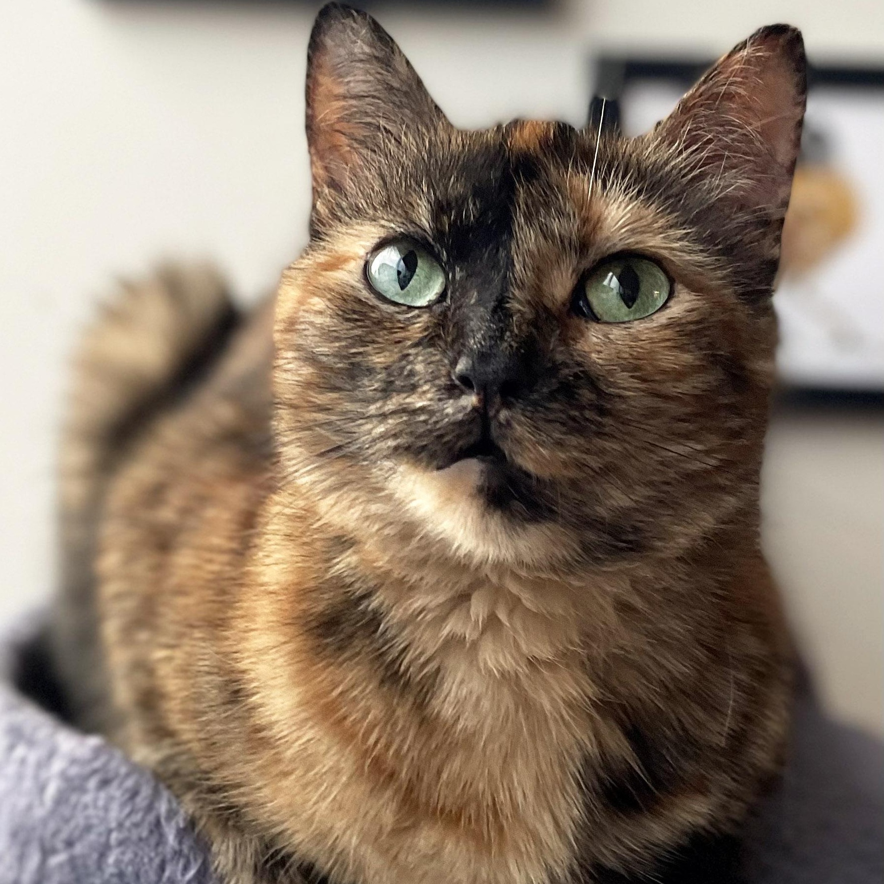 Enlarge Vindu, a Adoptable Tortoiseshell in Chicago, IL image 3/6