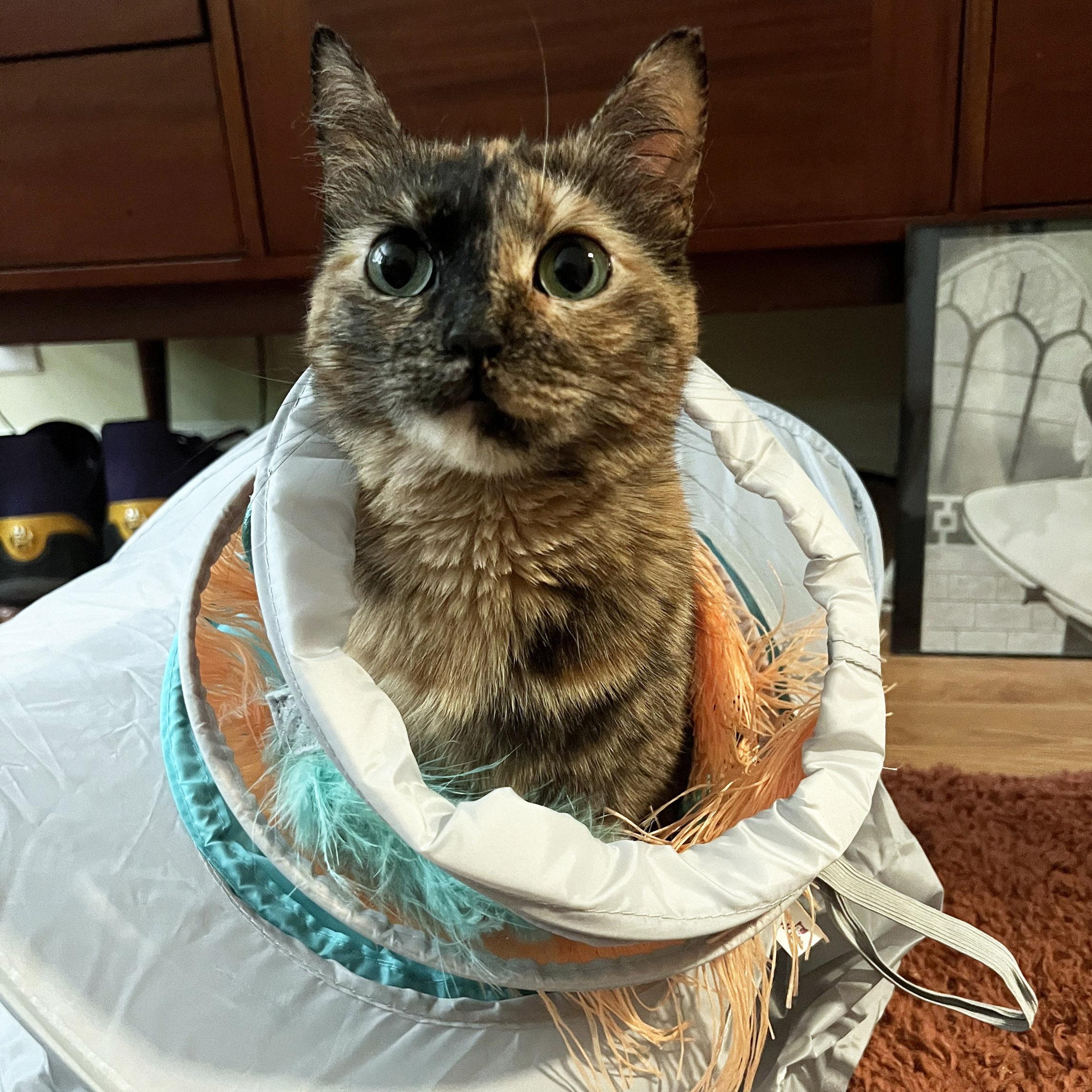 Vindu, a Adoptable Tortoiseshell in Chicago, IL image 3/6