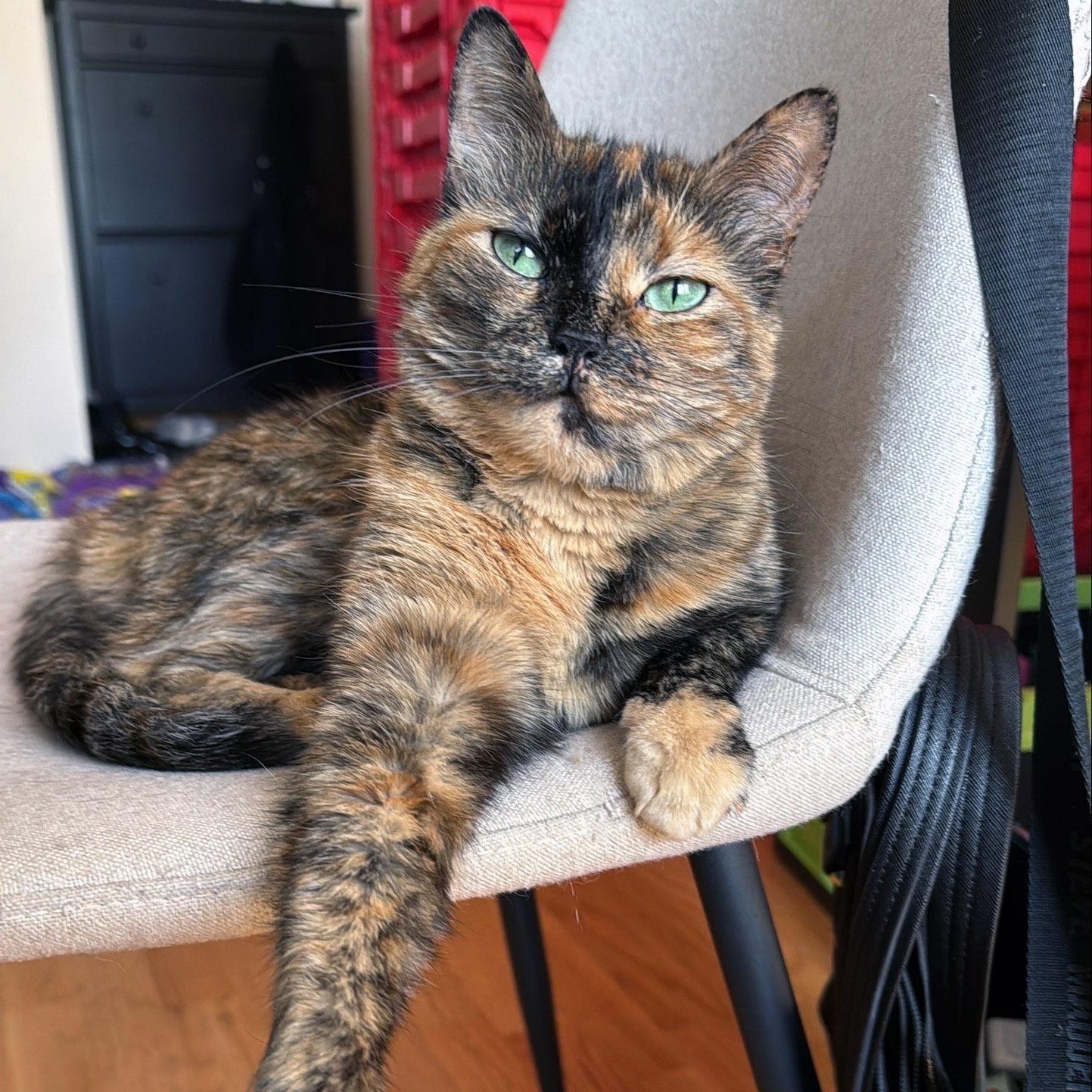 Vindu, a Adoptable Tortoiseshell in Chicago, IL image 4/6