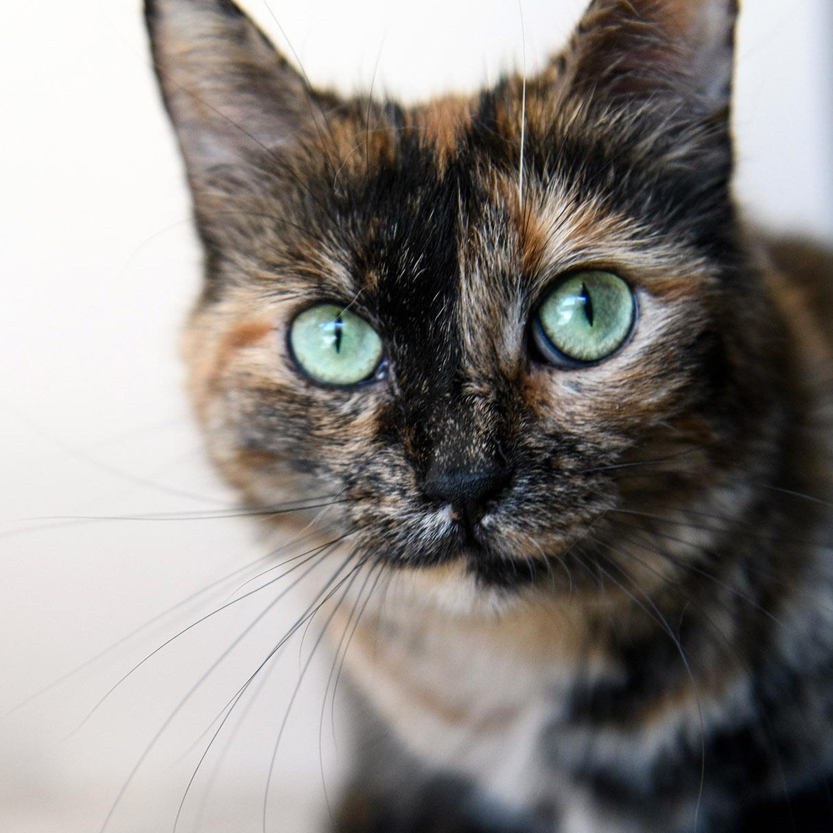 Vindu, a Adoptable Tortoiseshell in Chicago, IL image 5/6